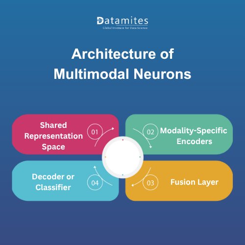Architecture of Multimodal Neurons